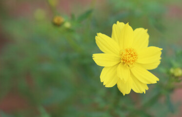 Beautiful flowers in the garden
