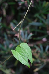 木陰で休む糸トンボ