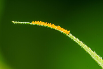 葉先に産みつけられたハエの卵