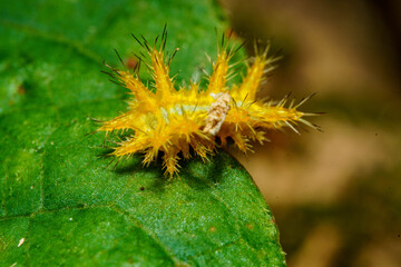 葉の上にいるイラガの幼虫