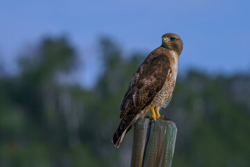 close up hawk perched  on a fence post with blue sky in the background, Steamboat colorado
