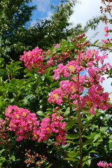 暑い夏に咲くサルスベリの赤い花