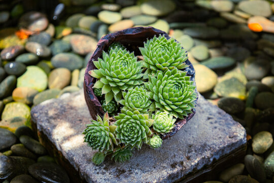 Potted Succulent