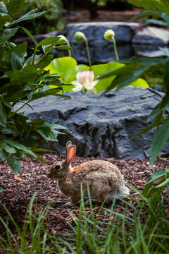 A Rabbit next to Stone