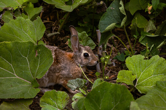 rabbit in the grass