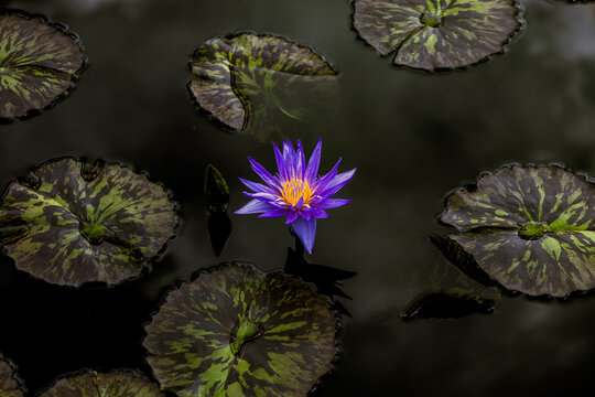 Purple Flower floating in the pond