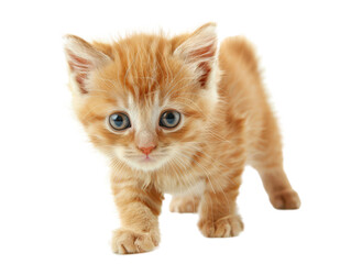 Obraz premium Playful Orange Kitten Walking on White Background