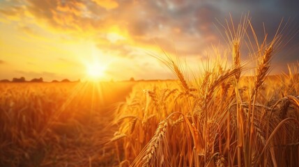 Obraz premium Rural setting with ripe yellow wheat field under sunset sky sun rays on horizon in meadow Harvest concept