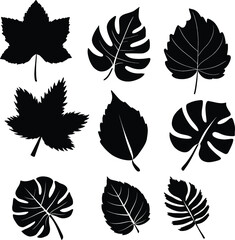  Leaf silhouette black and white  vector 