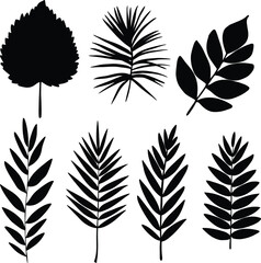 Fototapeta premium Leaf silhouette black and white vector 