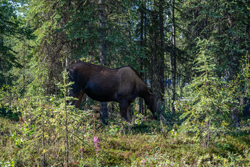The moose or elk (Alces alces) is the world's tallest, largest and heaviest extant species of deer and the only species in the genus Alces. Denali Bus Depot, Denali National Park and Preserve