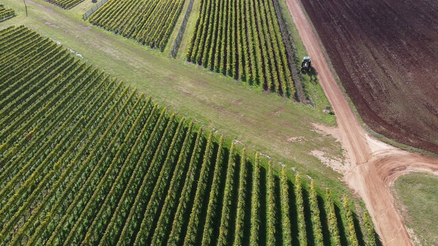 drone view of a farm tractor working on a vineyard in northern Tasmania with rows of grape vines