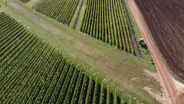 drone view of a farm tractor working on a vineyard in northern Tasmania with rows of grape vines