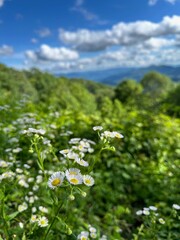 meadow with camomiles with mountains and clouds with blue sky in the background
