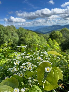 flowers in the mountains with blue sky & mountains in the background