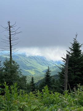 pine forest in the mountains with heavy clouds