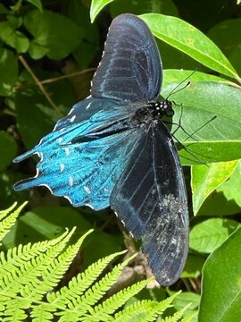 blue turquoise butterfly on leaf