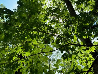 Fototapeta premium green leaves in the sun