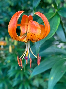 orange flower on a tree, lily