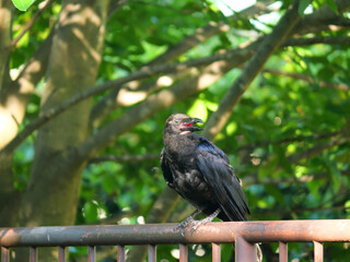 日本、夏、元気なカラスくん