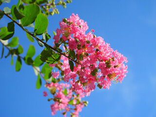 日本、夏、サルスベリの花と青空