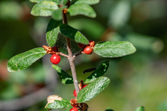 Shepherdia canadensis, Canada buffaloberry, russet buffaloberry,[3] soopolallie, soapberry, or foamberry, Denali Bus Depot, Denali National Park and Preserve

