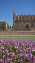 Purple flowers blooming in foreground with the palma cathedral visible in the background on a sunny day in palma, mallorca, spain, under a clear blue sky.