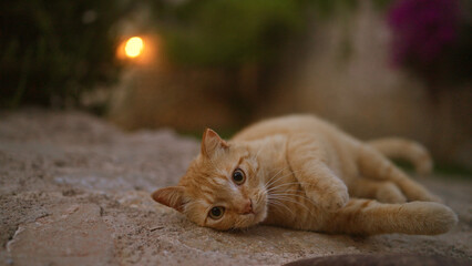 Cat lying on stone pathway outdoors during sunset with a blurred garden in the background.
