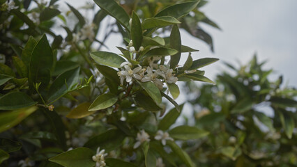 Close-up view of a flowering citrus sinensis sweet orange tree with white blossoms and green leaves.