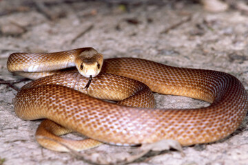 Australian highly venomous Coastal Taipan