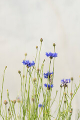 春の野原に咲く矢車草の花