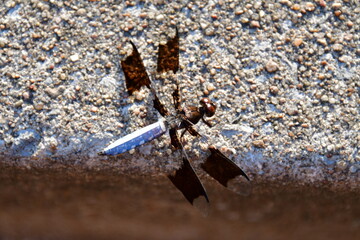 Black and White Dragonfly