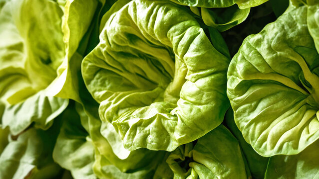 Butterhead lettuce background, 16:9, 300 dpi, with space for text