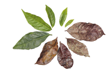 life cycle of fresh tea leaves, perfect for botanical, educational, and agricultural projects, showcasing each growth stage from sprout to harvest.