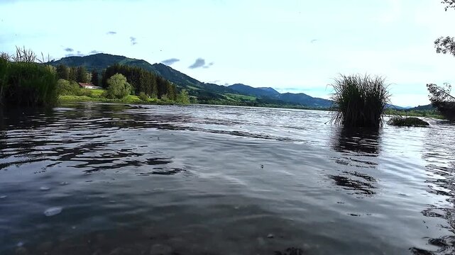 Video von einem Deutsch Kurzhaar Hund der einem Stock hinterher ins Wasser springt