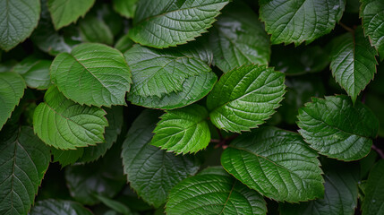 Lush Green Leaves Covered in Raindrops in a Vibrant Forest Environment