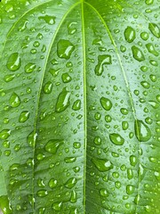 green leaf with water drops