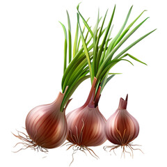 isolated red shallot bulbs with green shoots on transparent background
