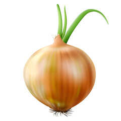 isolated yellow onion with green sprout on transparent background