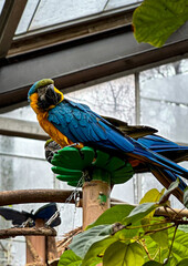 blue and yellow macaw ara © Ilona