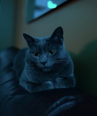 Russian blue shorthair cat 