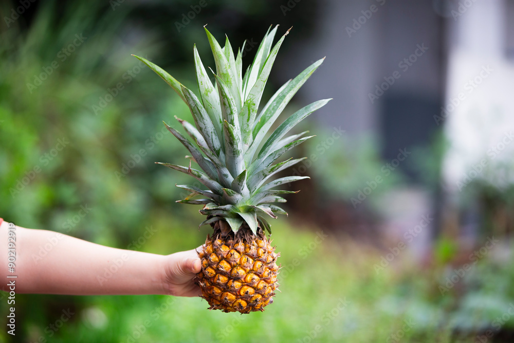 Sticker Pineapple fruit in woman hand on nature background. Selective focus.