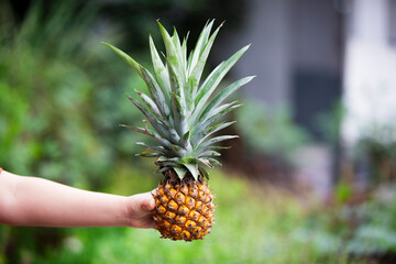 Obraz premium Pineapple fruit in woman hand on nature background. Selective focus.