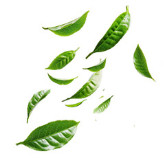 Green tea leaves falling against on transparent background