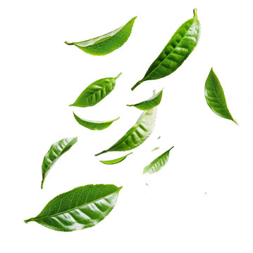 Green tea leaves falling against on transparent background
