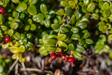 Vaccinium vitis-idaea, the lingonberry, partridgeberry, mountain cranberry or cowberry, is a small evergreen shrub in the heath family Ericaceae, Otto Lake , Healy Alaska