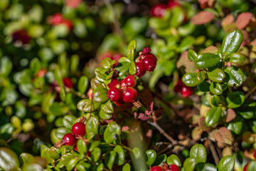 Vaccinium vitis-idaea, the lingonberry, partridgeberry, mountain cranberry or cowberry, is a small evergreen shrub in the heath family Ericaceae, Otto Lake , Healy Alaska