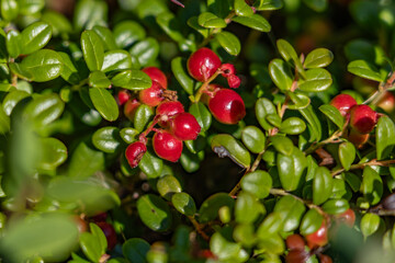 Vaccinium vitis-idaea, the lingonberry, partridgeberry, mountain cranberry or cowberry, is a small evergreen shrub in the heath family Ericaceae, Otto Lake , Healy Alaska