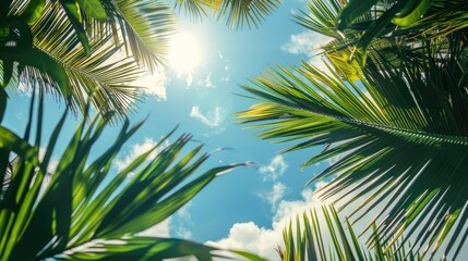 Coconut fronds extending towards the sky