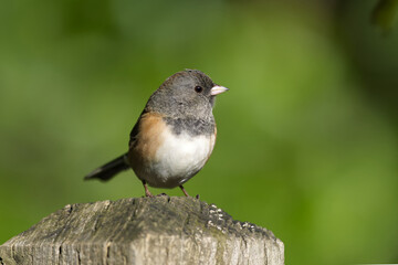 Dark-Eyed Junco Perched on a Wooden Post in Greenery
